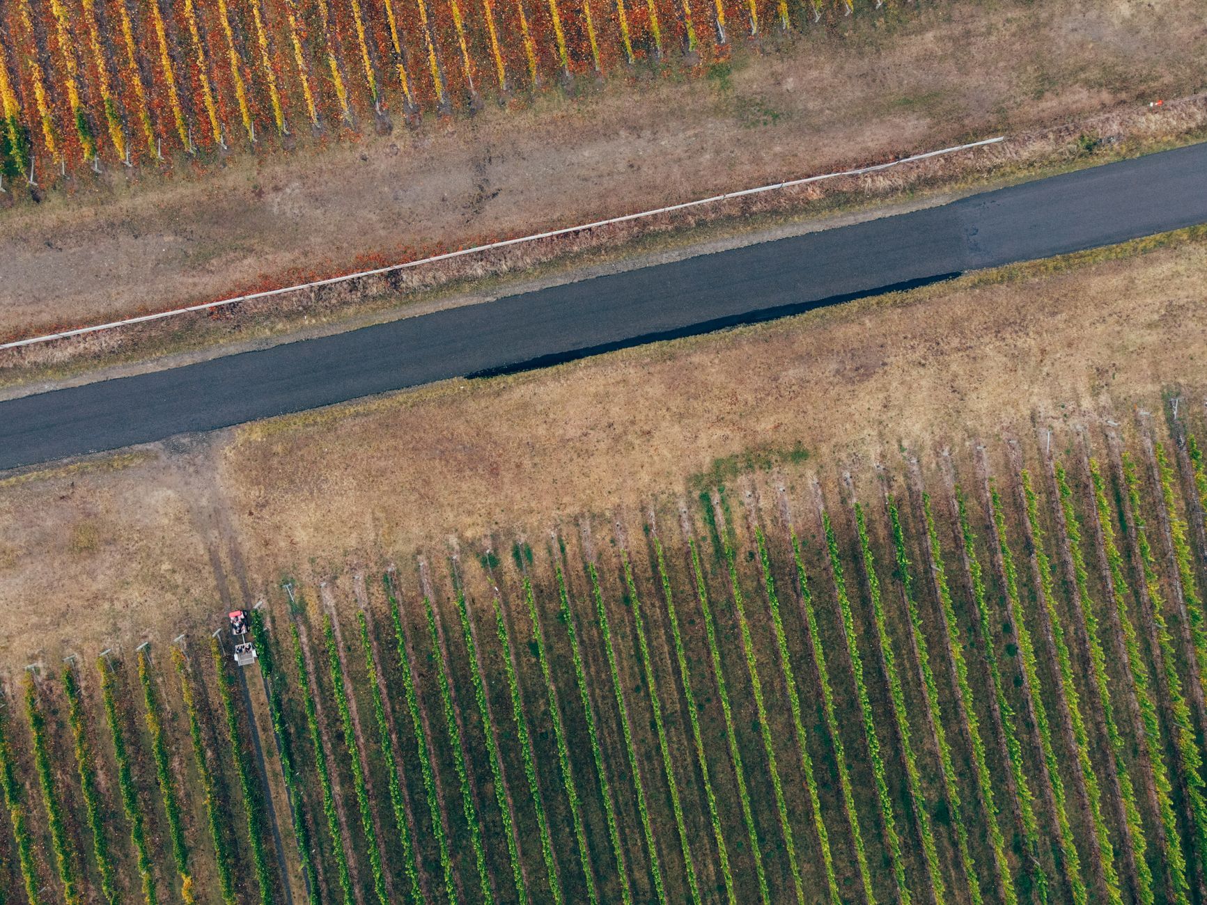 Weinlese 2026 im Kremstal: So läuft die Ernte am Weingut